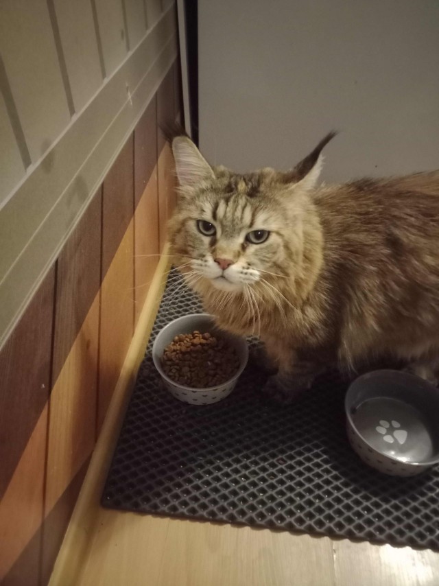 К котовторнику