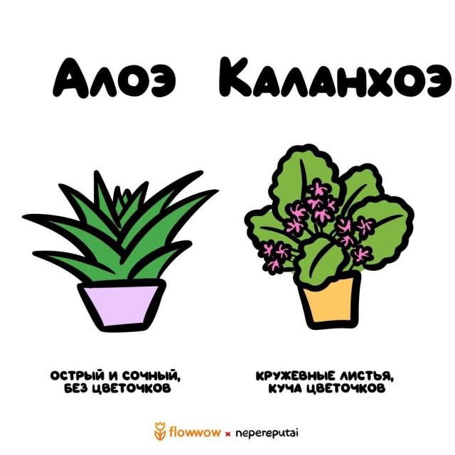 Смотри, Кутузов, не перепутай...