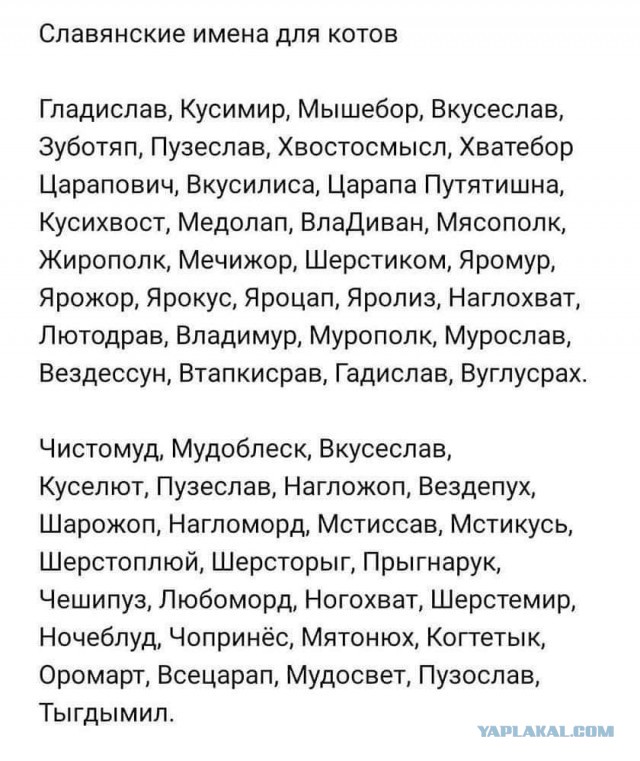 Завел друга. Посоветуйте имя