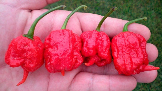 Каролинский жнец
