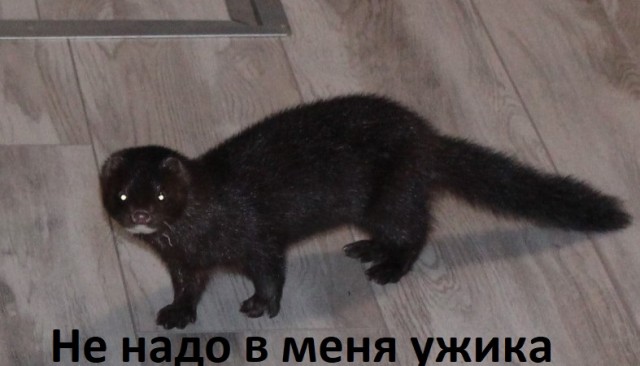 Демократия в опасности!
