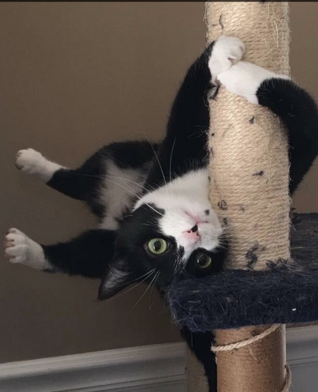 Мой котовторник..