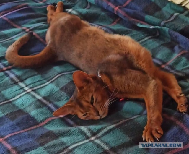 Котовторник Рыжих