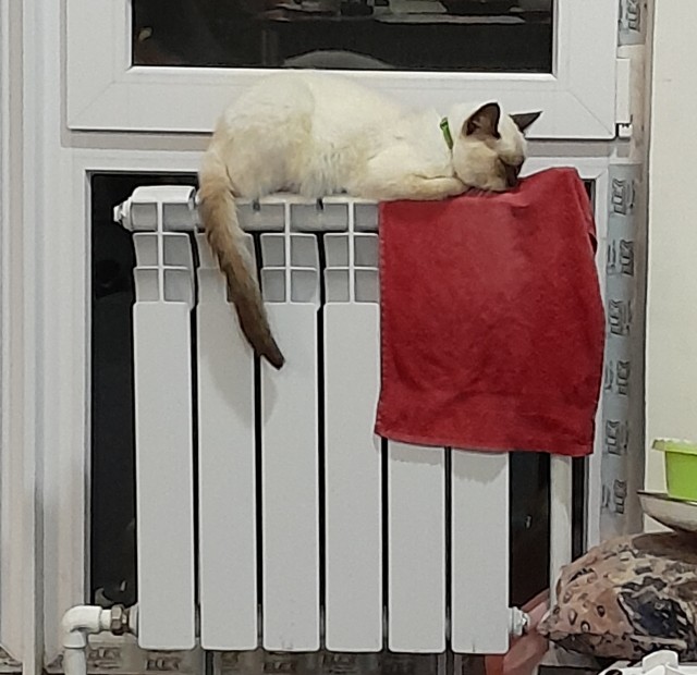 Кошки думают, что мы тоже кошки. Вот 6 доказательств