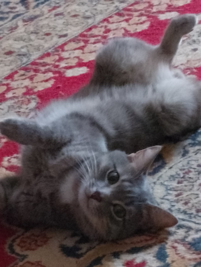 С котовторником ЯПовцы