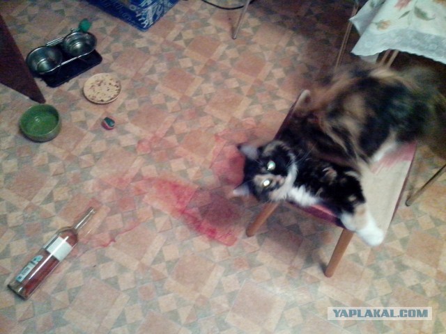 Мои мейн куны