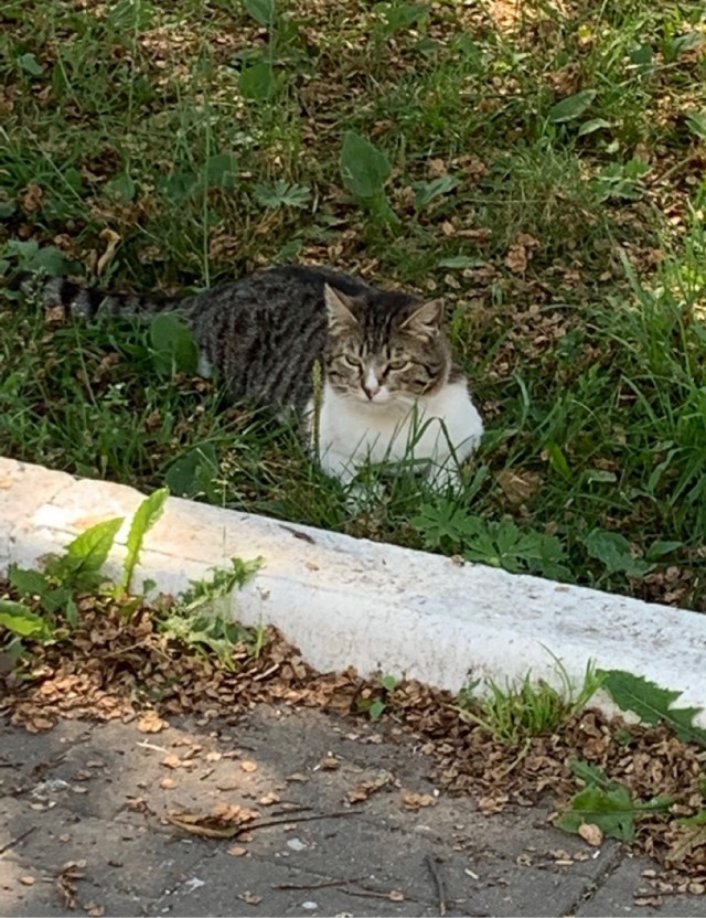 Южных котиков вам на радость