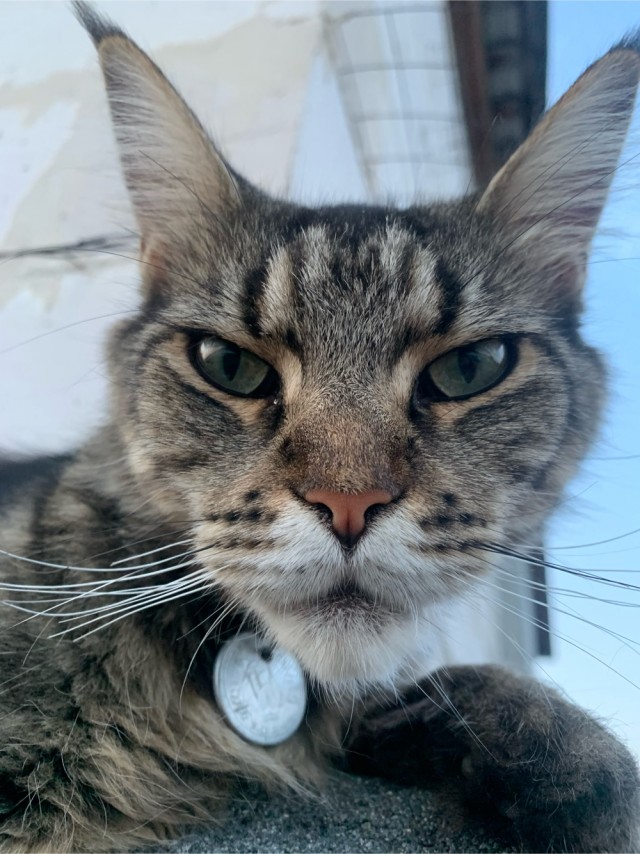 Котовторник же!