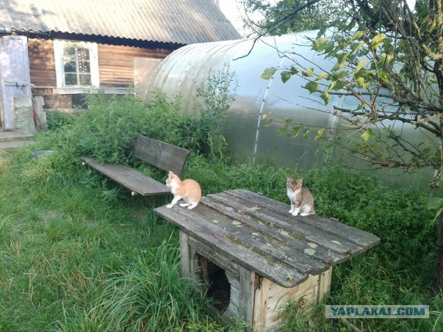 Жизнь домашнего приюта для котеек 507