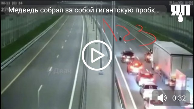 Медведь собрал за собой гигантскую пробку на трассе М-11