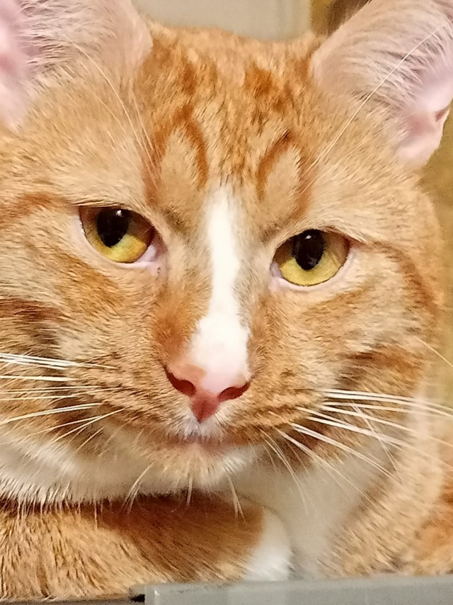 Котовторник