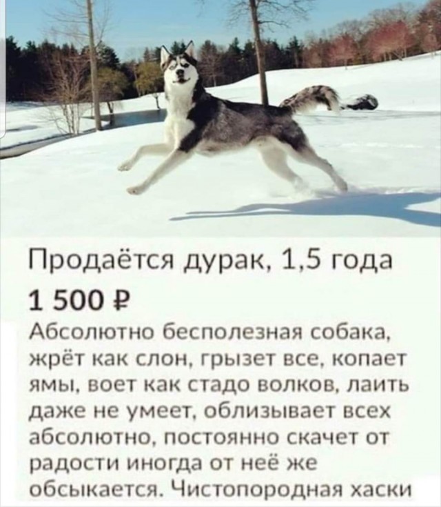 В Туле девушка бросилась спасать свою тонущую собаку, но в итоге погибла