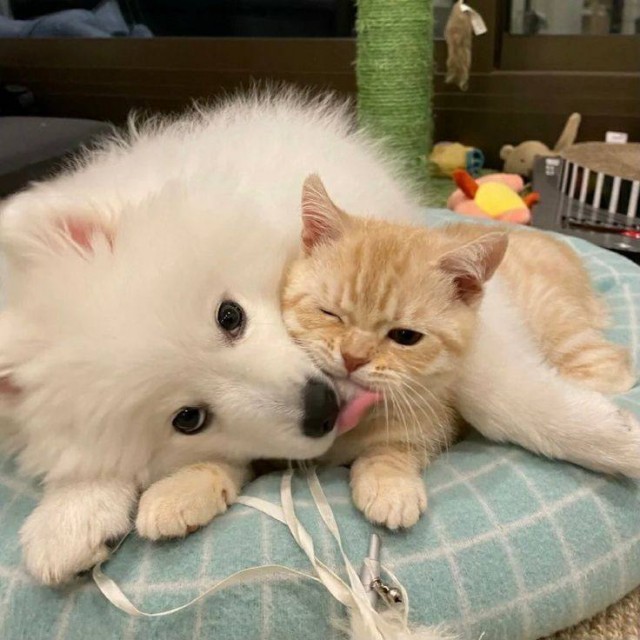 День владельцев домашних питомцев отмечается сегодня