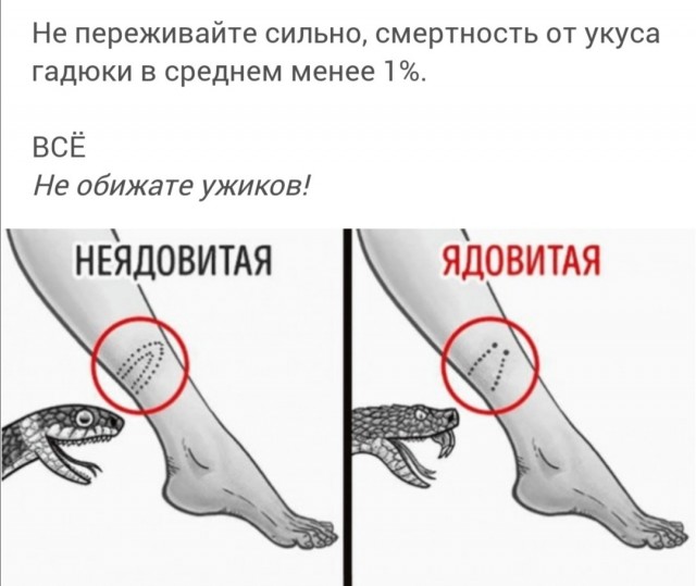 Как атакуют гадюки: зная это, вы избежите укуса. Простая памятка
