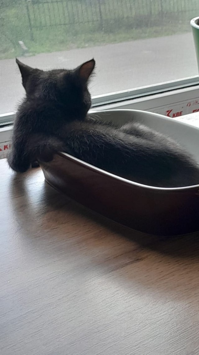 Маленький рыжий Симба