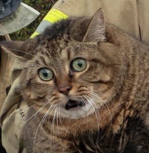 Как спасти КОТА!