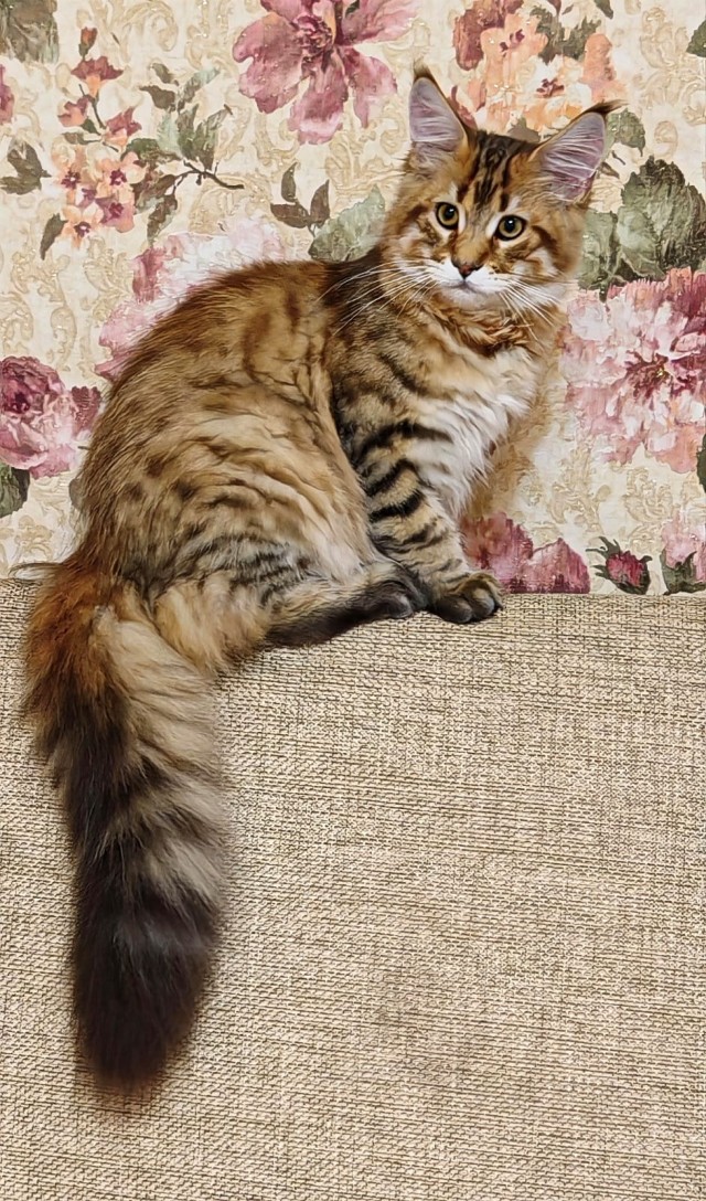 Котовторник же!