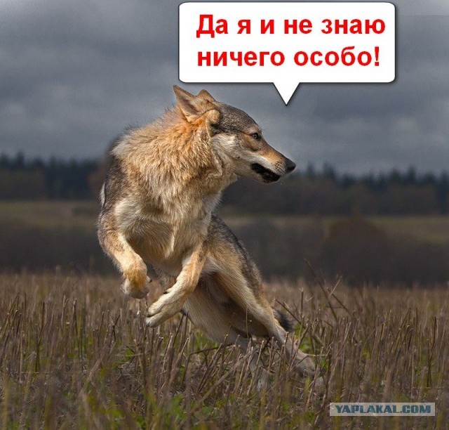 Волк vs фура