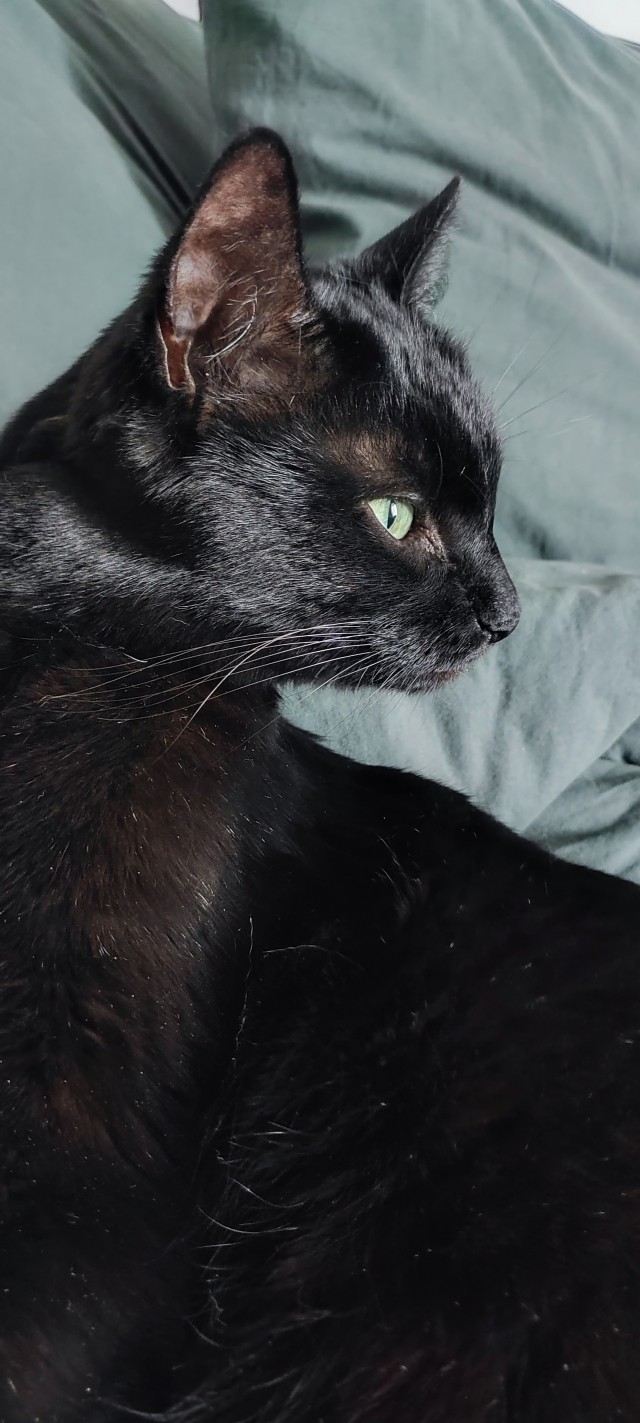 Котик с помойки