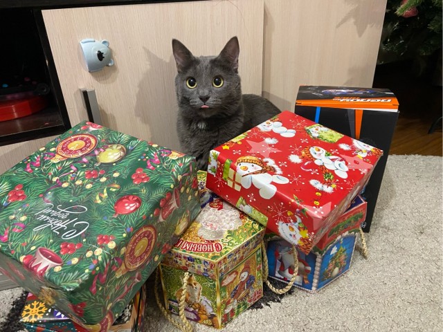 Дурацких фото котов тред