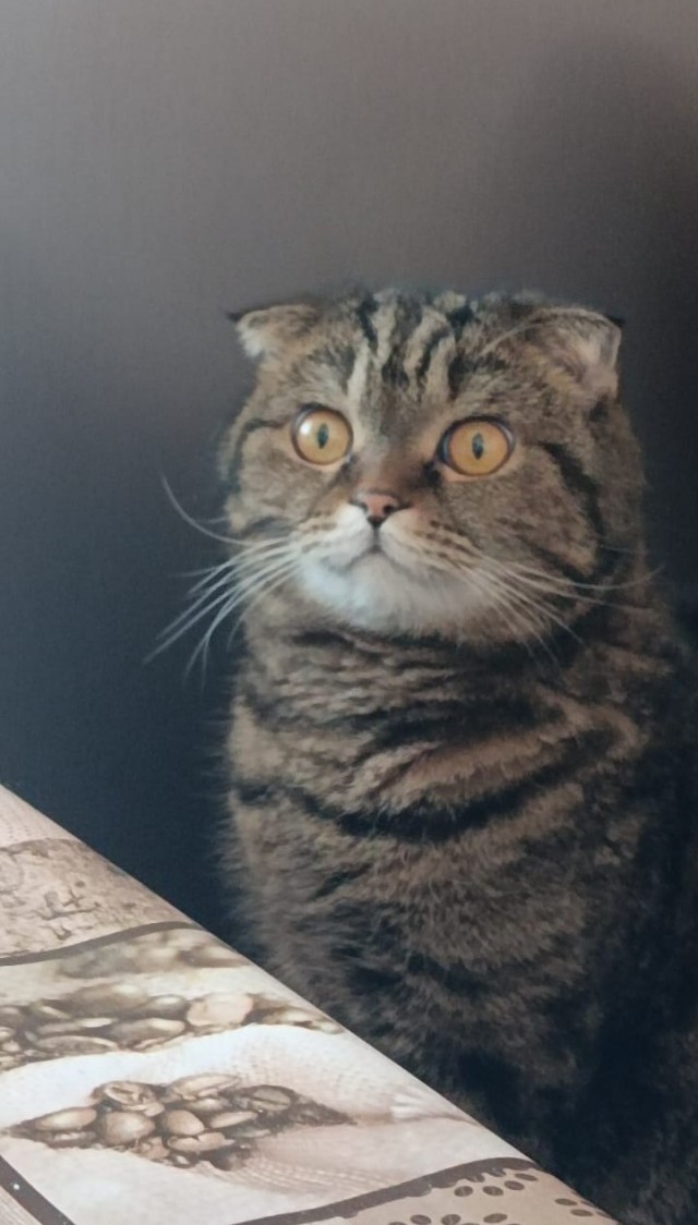 80 г => 3,1 кг (котовторник)