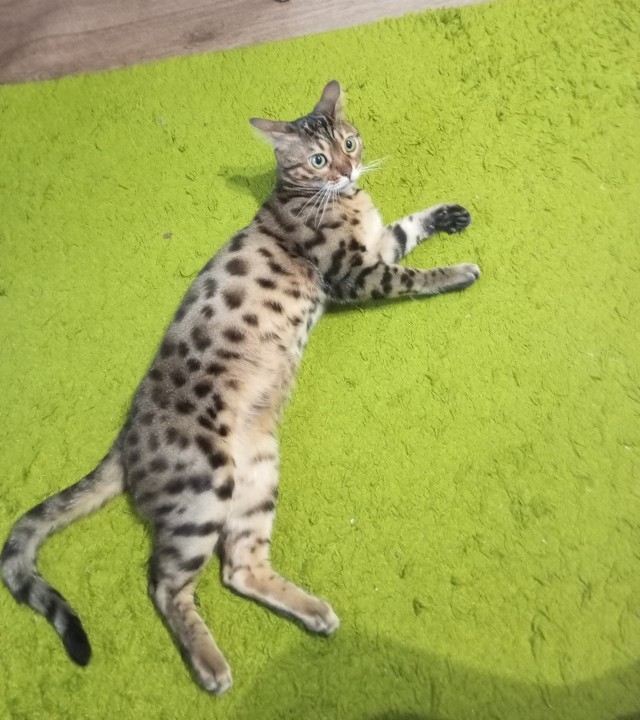 Котофторник жеж