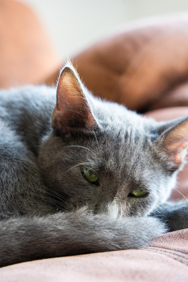 Рандомных фото котов тред