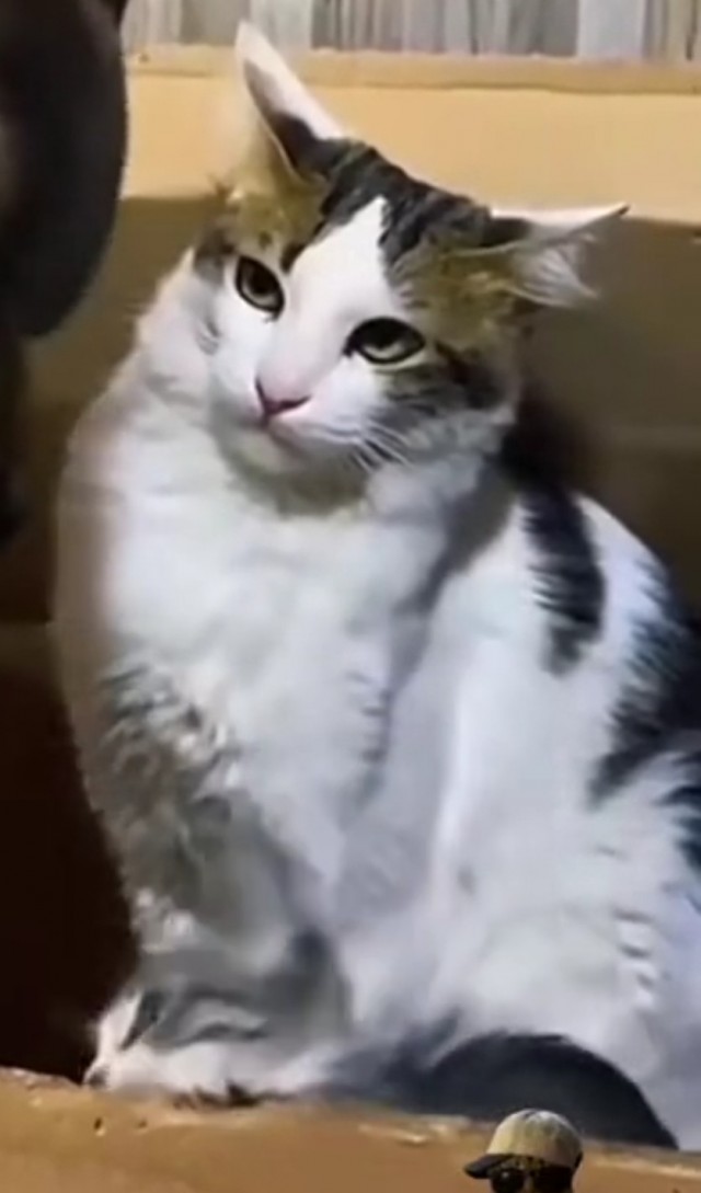 Гангста коты