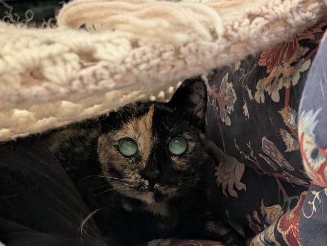 Рандомных фото котов тред