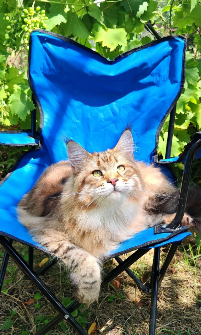 Котовторник