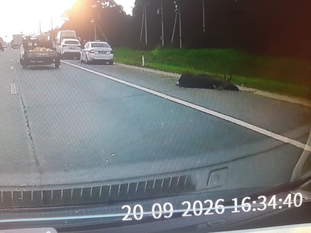 Видел на дороге сбитого лося