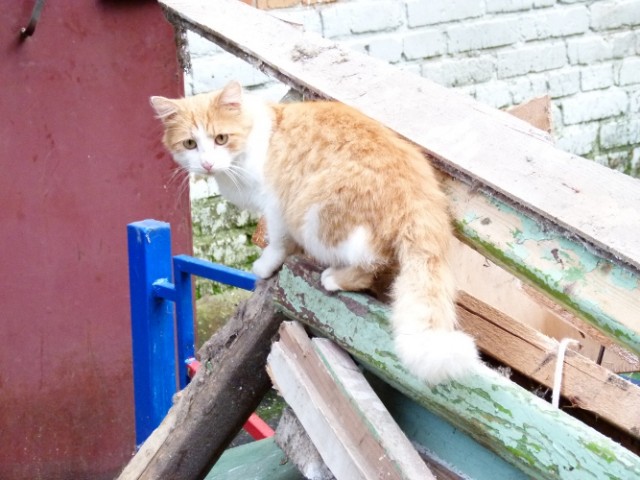 Котовторник на 24.09.2013г