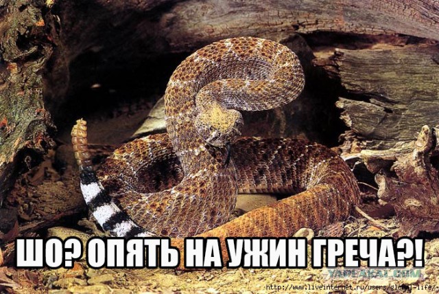 На сообразительность