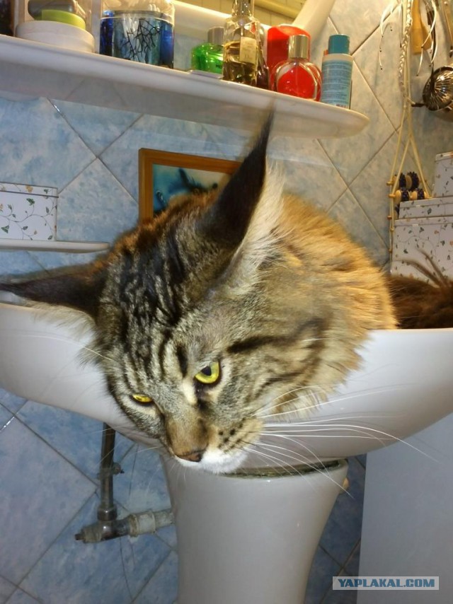 Котовторник  25.03.2014