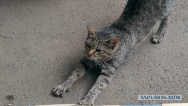 Котовторник 22.07.14