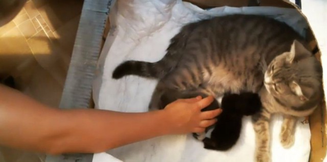 Котята онлайн