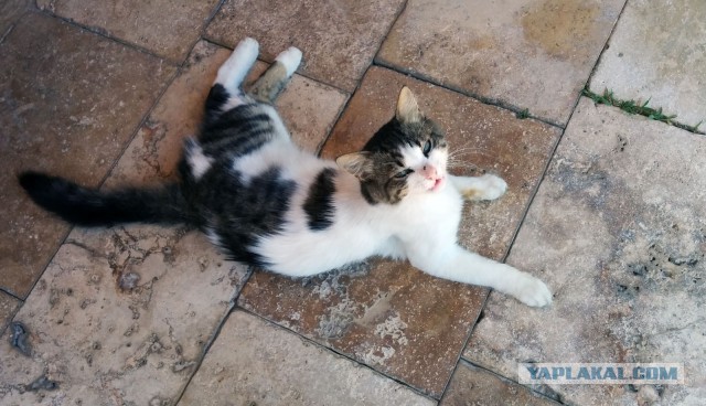 Котовторник 12.08.2014