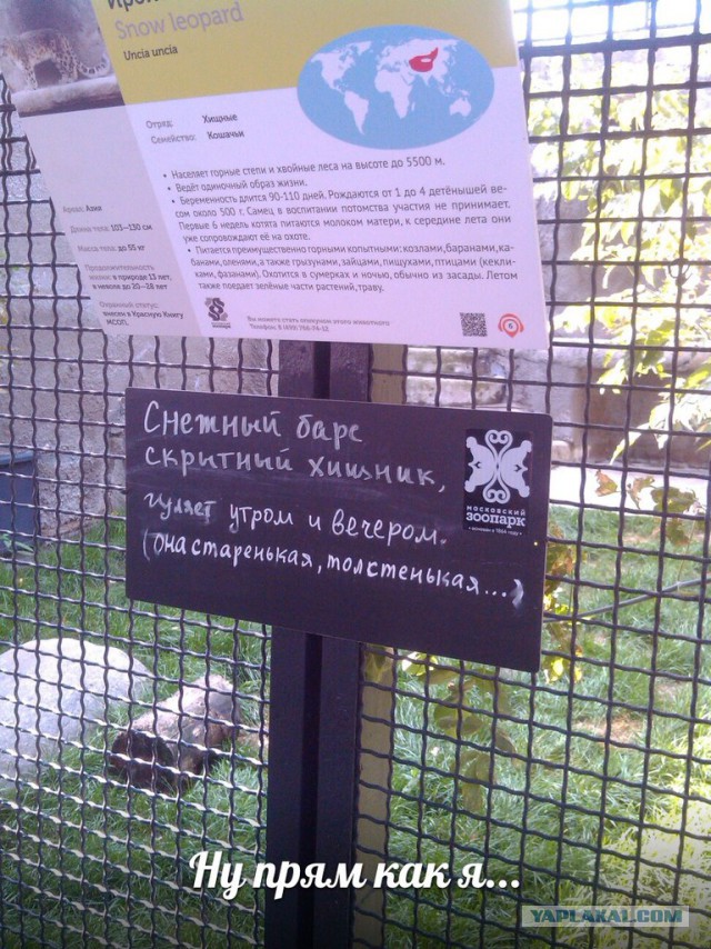 Веселые картинки.