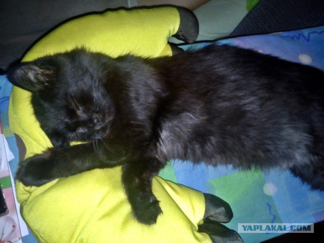 Котовторник 23.09.2014.