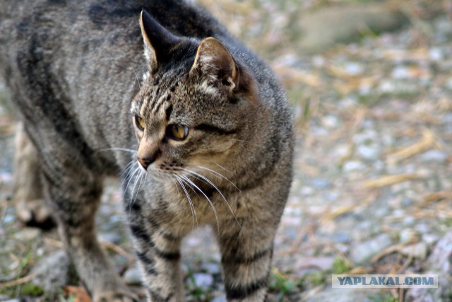 Котовторник 28.10.2014