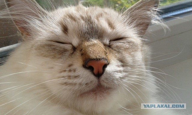 Котовторник 18.11.2014