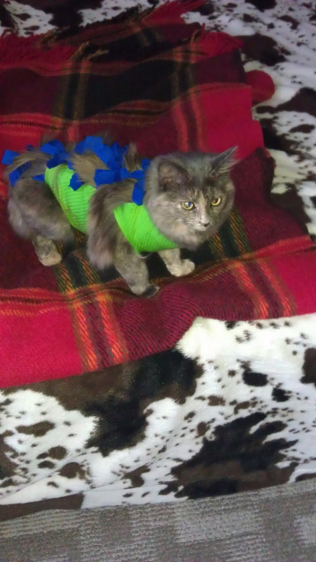 Про Тучку, которая стала Дымкой