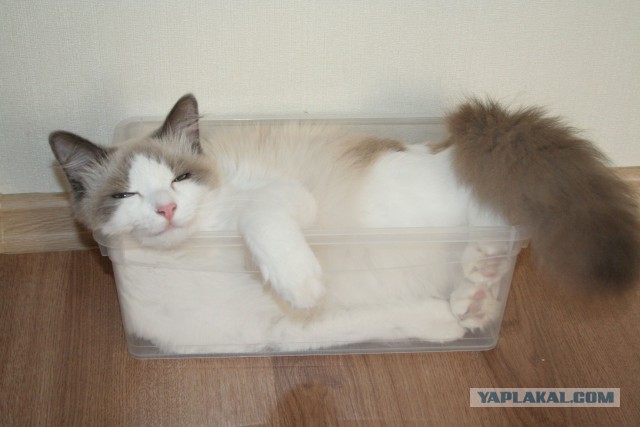 Котовторник 14.07.2015