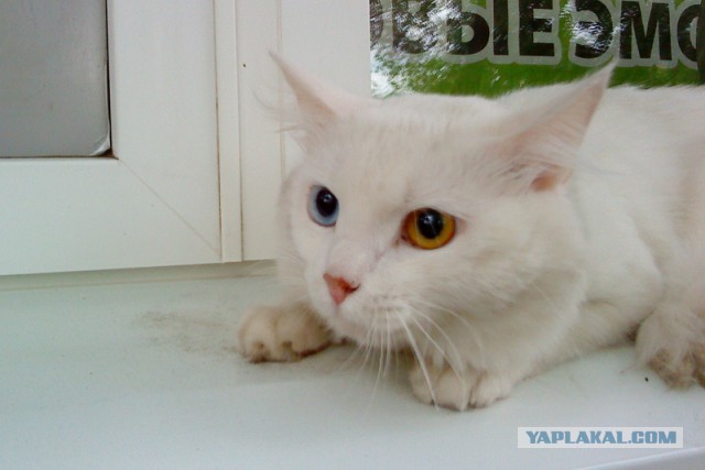 Котовторник 14.07.2015