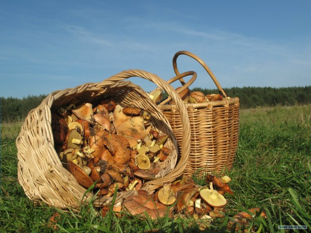 Золотая осень