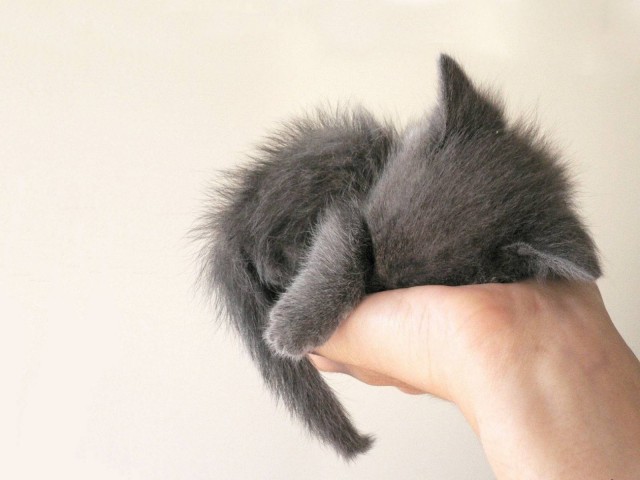 Котовторник 11.08.2015