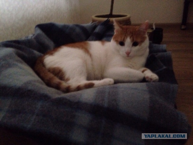 Котовторник