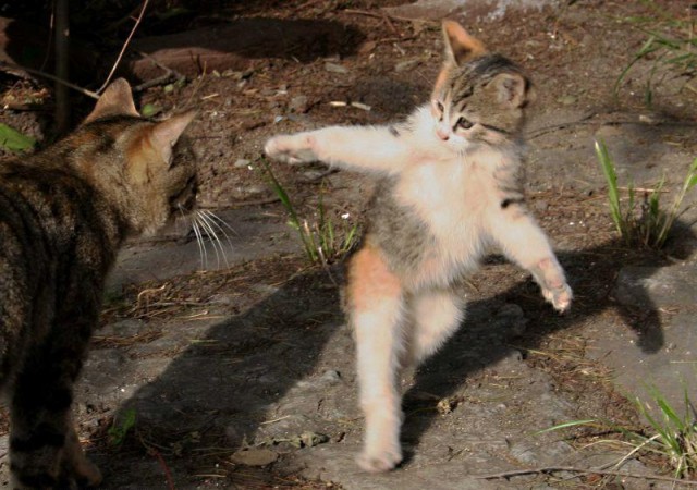 Коты, кошки, котята