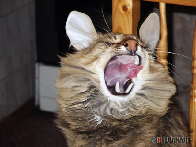 Коты, кошки, котята
