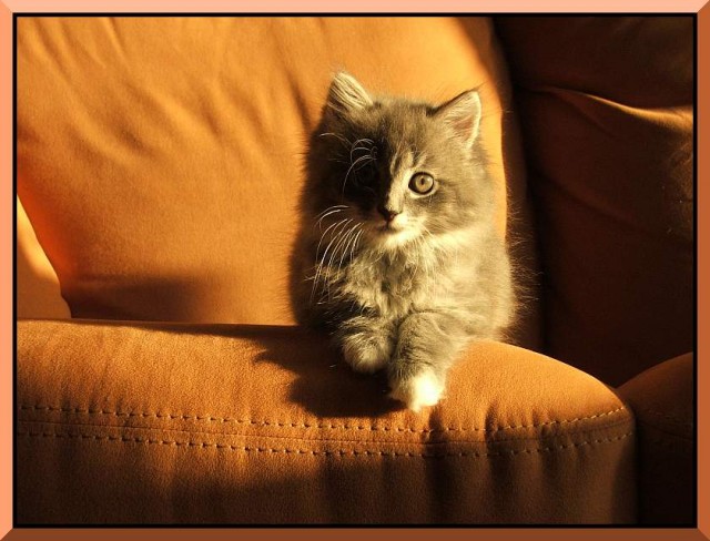 Коты, кошки, котята